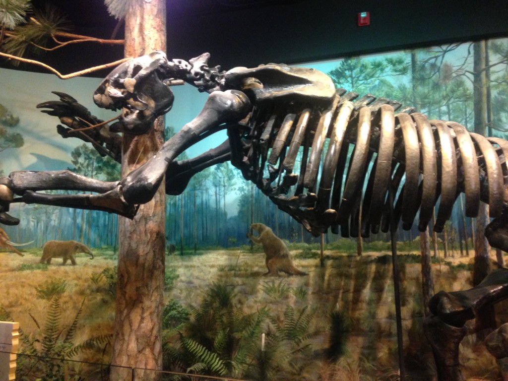 Ground sloth, North Carolina Museum of Natural Sciences