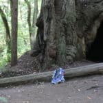 A good walk amongst tall trees: Redwood National Park