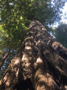 Redwood National Park