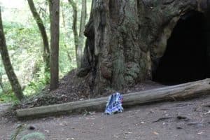 Redwood National Park
