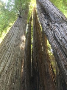 Redwood National Park