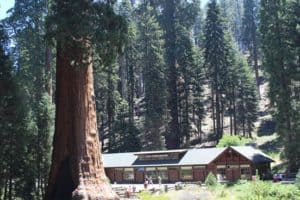 The Beauty of Big Trees: Sequoia and Kings Canyon National Parks