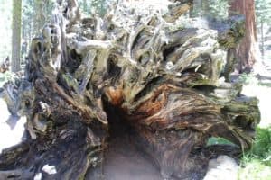 The Beauty of Big Trees: Sequoia and Kings Canyon National Parks