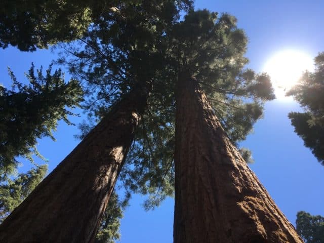 The Beauty of Big Trees: Sequoia and Kings Canyon National Parks
